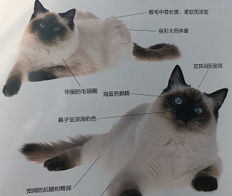 布偶猫品种排名_布偶猫种类_布偶猫种类哪个最值钱