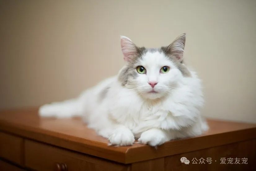 纯种布偶猫咪一般多少钱一只_猫纯种布偶价格多少_纯种布偶猫 价格