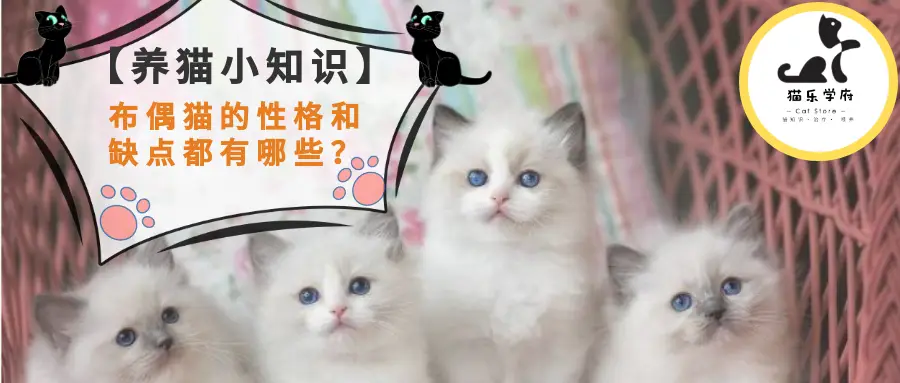 布偶猫的优点与缺点：看完你还想养吗？